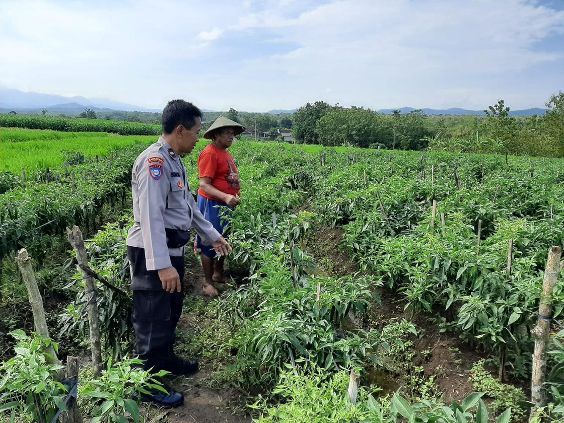 Bhabinkamtibmas Desa Karangpatihan Monitoring Tanaman Cabai Warga Dukung Ketahanan Pangan