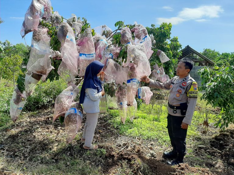 Bhabinkamtibmas Desa Karangpatihan Polsek Pulung Monitoring Kebun Kelengkeng Warga dalam Mendukung Swasembada Pangan