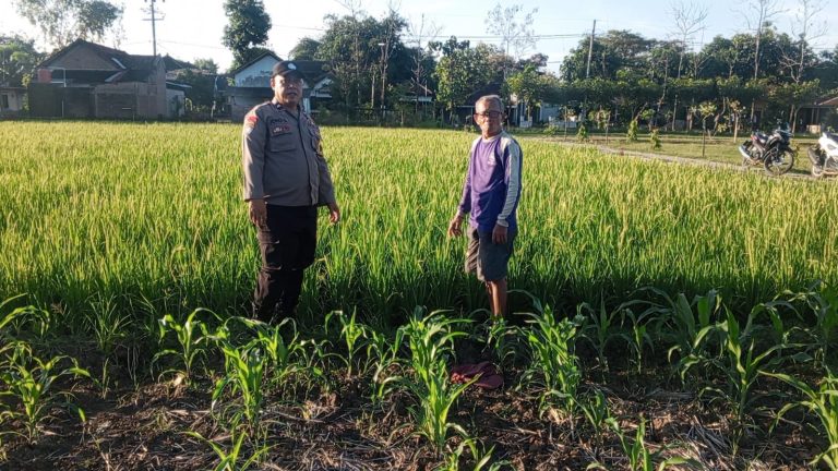 Bhabinkamtibmas Desa Gombang Monitoring Aktivitas Pertanian Warga di Lahan Persawahan