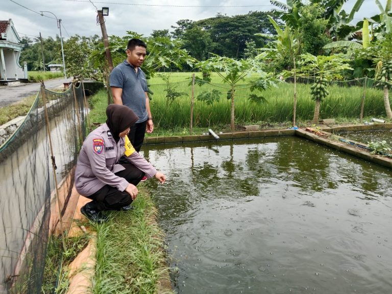Bhabinkamtibmas Desa Somoroto Tinjau Budidaya Ikan Nila Warga, Dukung Ketahanan Pangan Berkelanjutan