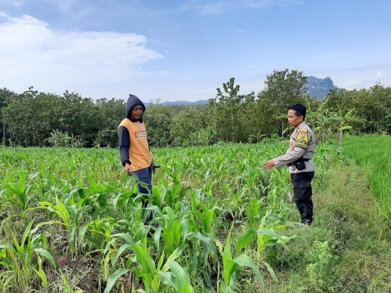 Bhabinkamtibmas Desa Karangpatihan Polsek Pulung Cek Tanaman Jagung Warga Wujudkan Sinergi Dukung Ketahanan Pangan