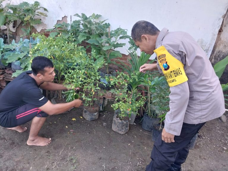 Bhabinkamtibmas Desa Ngumpul Pantau Budidaya Cabai di Pekarangan Warga sebagai Upaya Mendukung Ketahanan Pangan