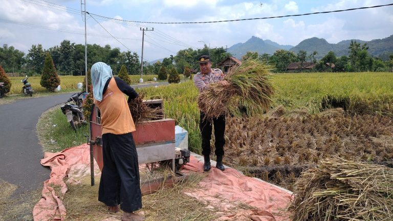 Kapolsek Badegan Tinjau dan Dampingi Panen Padi Warga sebagai Dukungan terhadap Ketahanan Pangan Nasional
