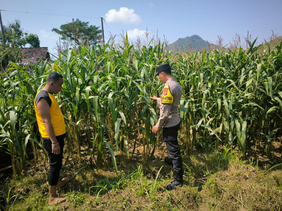Bhabinkamtibmas Desa Kunti Polsek Sampung Dampingi Petani Jagung, Dukung Ketahanan Pangan dan Diversifikasi Pangan Lokal Desa