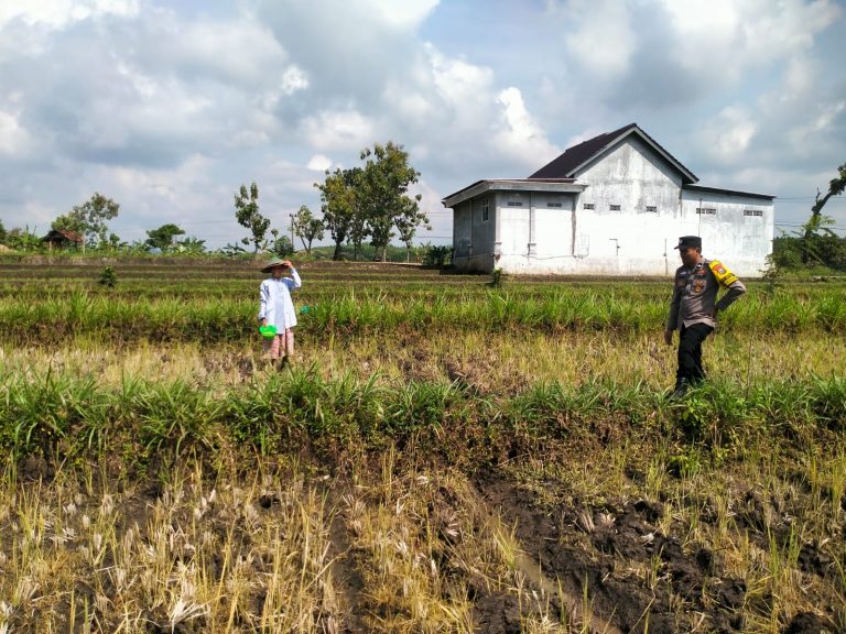 Bhabinkamtibmas Desa Nglurup Sambangi Lahan Pertanian Warga, Wujud Dukungan Polri terhadap Swasembada Pangan
