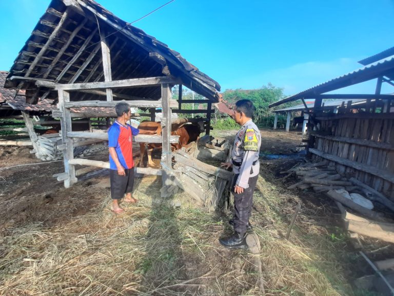 Bhabinkamtibmas Desa Karangpatihan Sambangi Peternakan Sapi Warga, Wujud Dukungan Polri terhadap Ketahanan Pangan