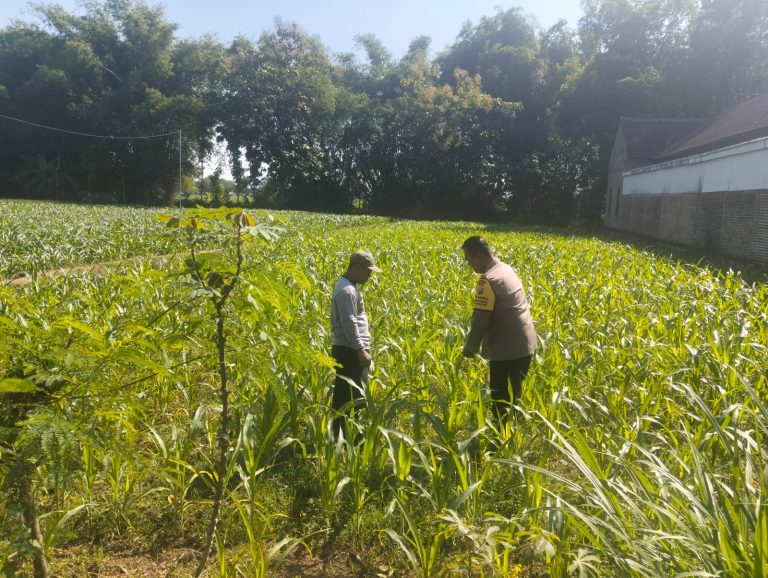 Bhabinkamtibmas Polsek Sukorejo Tinjau Hasil Panen Jagung Warga, Perkuat Dukungan Polri terhadap Swasembada Pangan