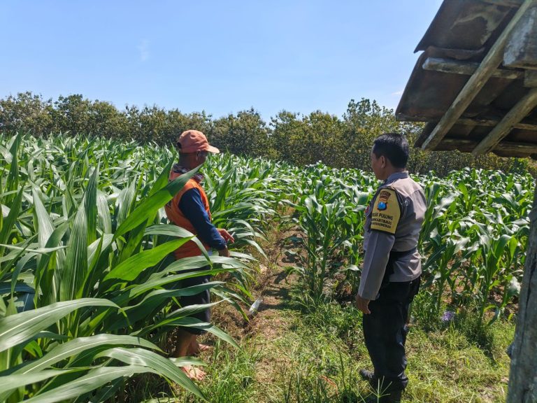 BBKTM Desa Karangpatihan Monitoring Lahan Jagung Warga Dukung Ketahanan Pangan
