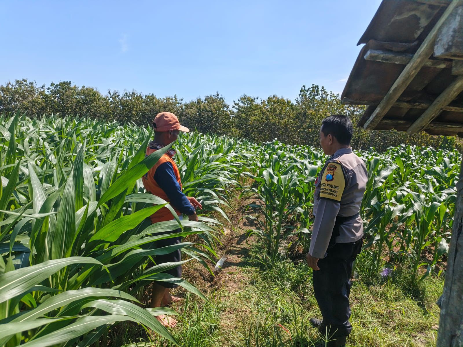 BBKTM Desa Karangpatihan Monitoring Lahan Jagung Warga Dukung Ketahanan Pangan