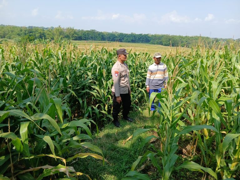 Bhabinkamtibmas Desa Menggare Monitoring Tanaman Jagung Siap Panen Milik Warga