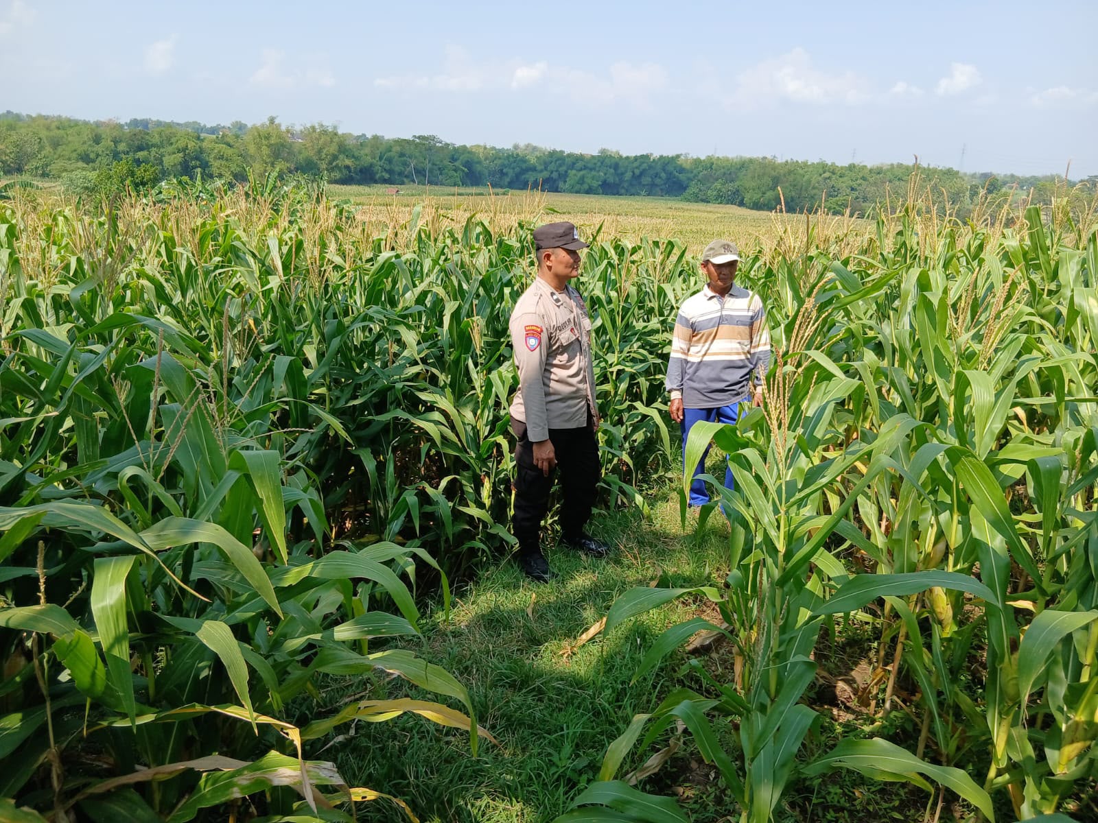 Bhabinkamtibmas Desa Menggare Monitoring Tanaman Jagung Siap Panen Milik Warga