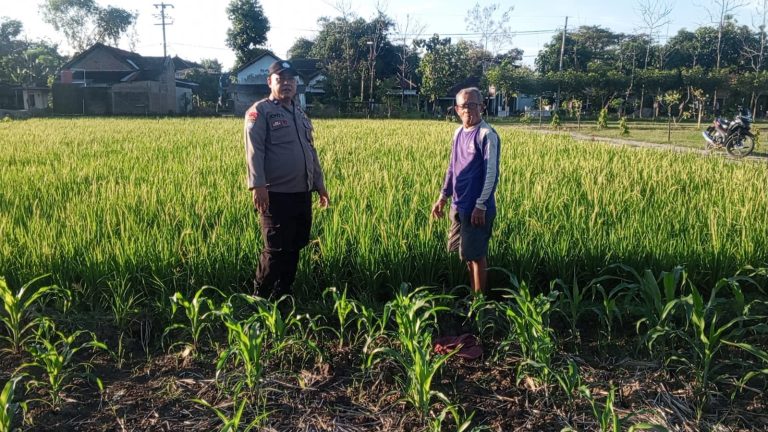 Bhabinkamtibmas Desa Menggare Sambangi Warga yang Menyiapkan Benih Jagung