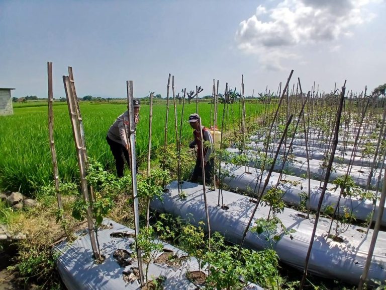 Bhabinkamtibmas Desa Jenangan Polsek Jenangan Dampingi Petani Rawat Tanaman Cabai, Dukung Ketahanan Pangan dan Peningkatan Ekonomi Desa