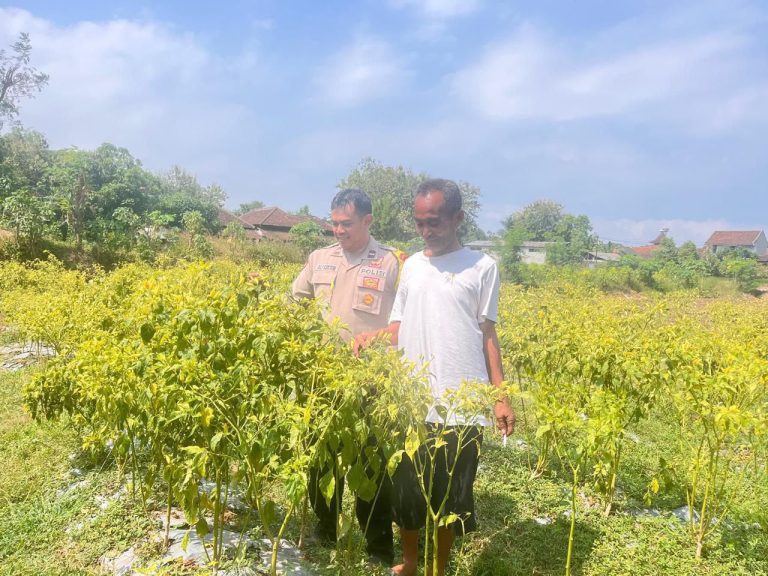 Bhabinkamtibmas Desa Plalangan Tinjau Lahan Cabai Warga Perkuat Ketahanan Pangan