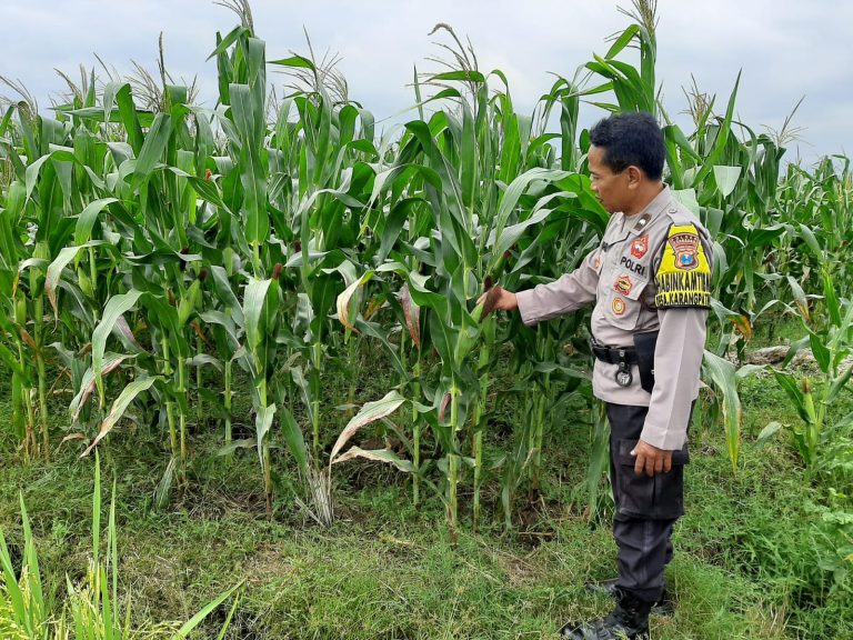 Bhabinkamtibmas Desa Karangpatihan Monitoring Tanaman Jagung Warga, Wujud Dukungan Polri bagi Ketahanan Pangan