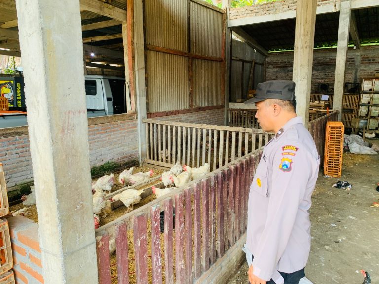 Bhabinkamtibmas Polsek Pulung Sambangi Peternakan Unggas Warga, Perkuat Dukungan Polri terhadap Ketahanan Pangan