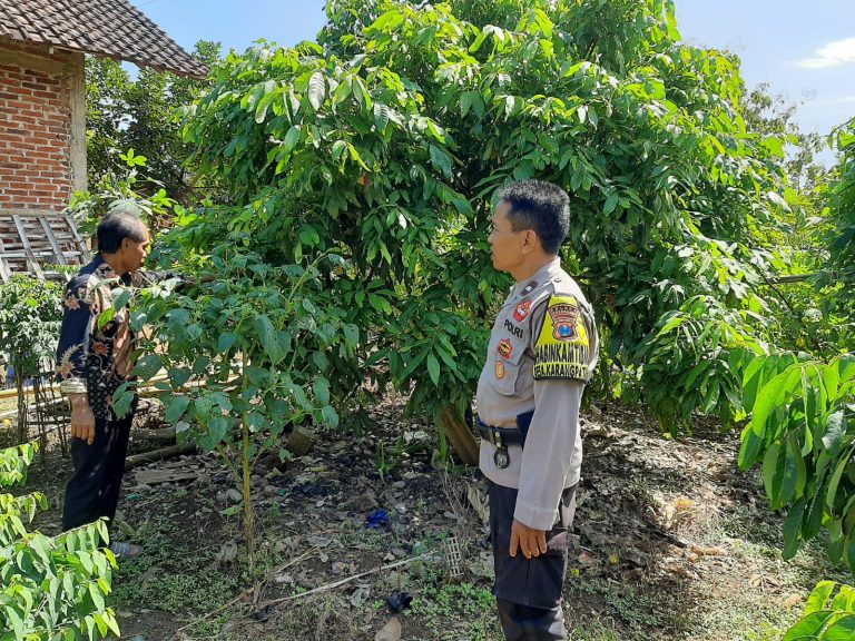 Bhabinkamtibmas Desa Karangpatihan Monitoring Kebun Kelengkeng Warga, Wujud Dukungan Polri terhadap Ketahanan Pangan
