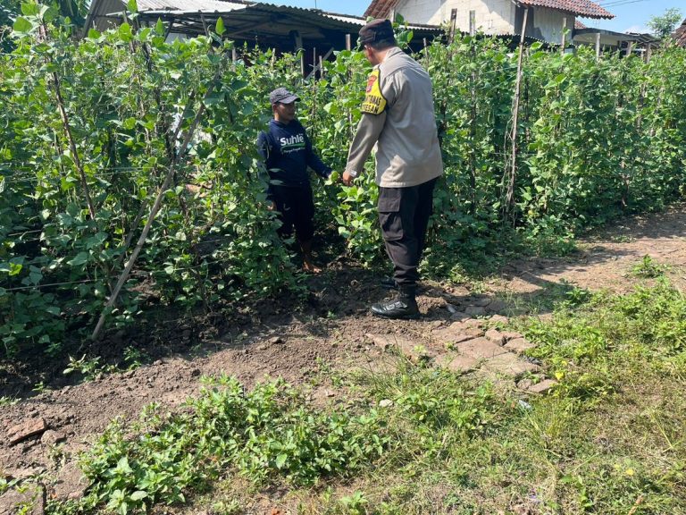 Bhabinkamtibmas Desa Joresan Polsek Mlarak Dampingi Petani Kacang, Dorong Optimalisasi Lahan Pekarangan untuk Ketahanan Pangan