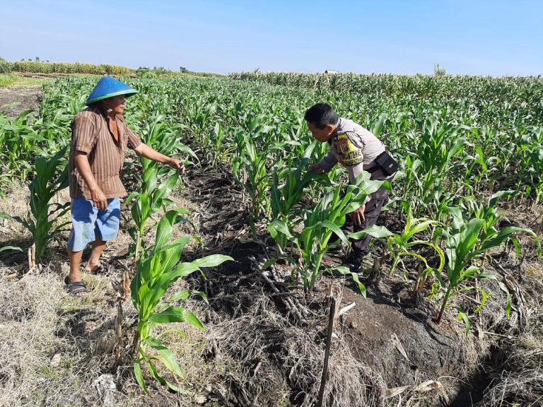 Bhabinkamtibmas Desa Karangpatihan Polsek Pulung Cek Pertumbuhan Jagung, Wujudkan Ketahanan Pangan melalui Pendampingan Langsung di Lahan