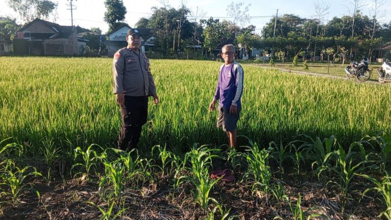 Bhabinkamtibmas Desa Gombang Sambangi Petani Sawah, Perkuat Dukungan bagi Ketahanan Pangan