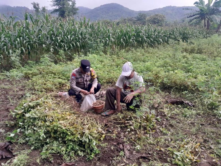 Bhabinkamtibmas Desa Bringinan Polsek Jambon Gotong Royong Panen Kacang Tanah, Wujudkan Ketahanan Pangan dan Dekatkan Polri dengan Petani