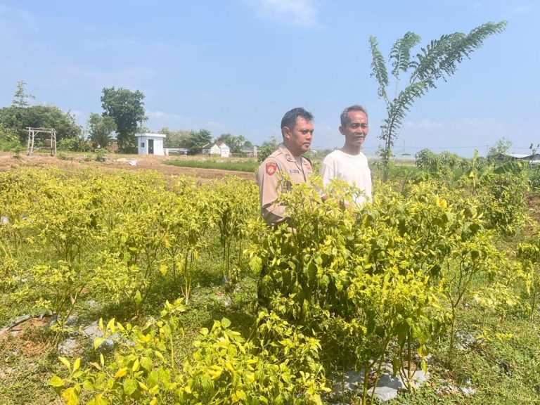 Bhabinkamtibmas Desa Plalangan Cek Lahan Cabai, Sinergi Polri dan Petani Wujudkan Ketahanan Pangan Desa