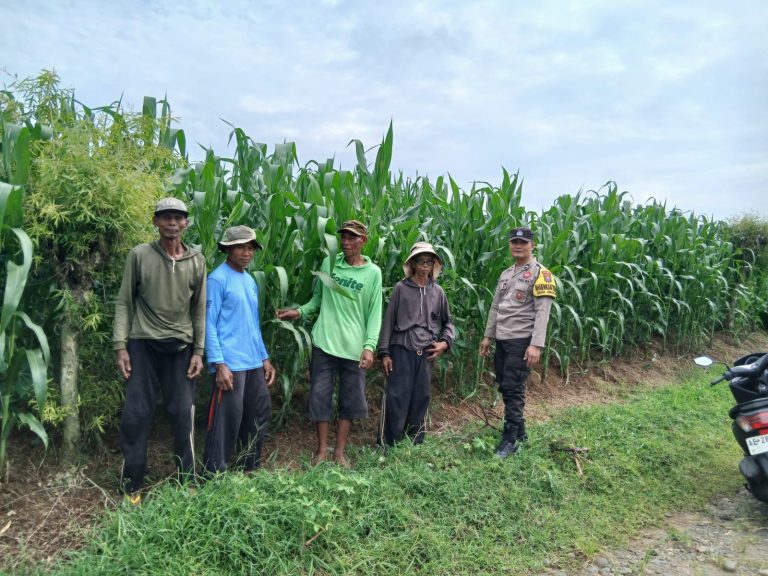Bhabinkamtibmas Desa Jenangan Monitoring Lahan Jagung Warga sebagai Upaya Mendukung Ketahanan Pangan