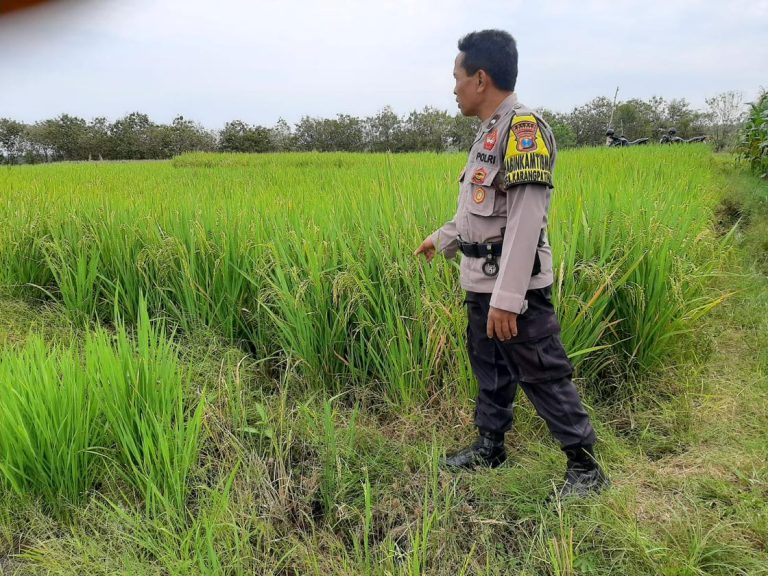 Bhabinkamtibmas Desa Karangpatihan Cek Kondisi Tanaman Padi Dukung Ketahanan Pangan