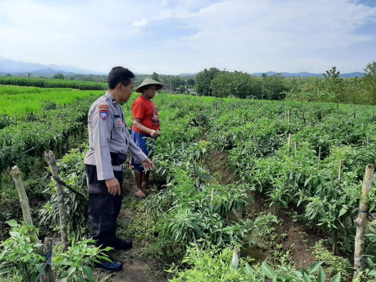 Bhabinkamtibmas Desa Karangpatihan Sambangi Kebun Cabai Warga untuk Mendukung Ketahanan Pangan
