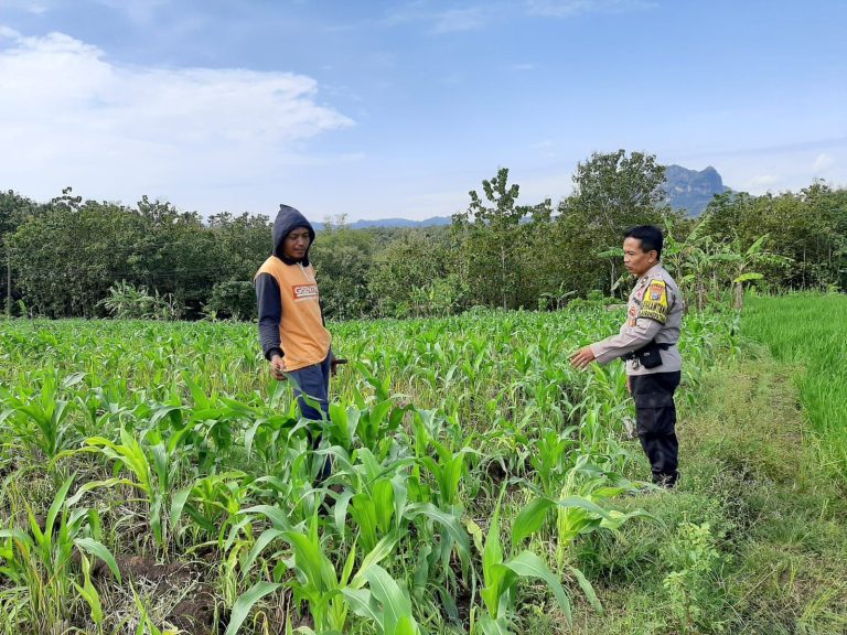 Bhabinkamtibmas Desa Karangpatihan Tinjau Lahan Jagung Warga Perkuat Ketahanan Pangan Desa