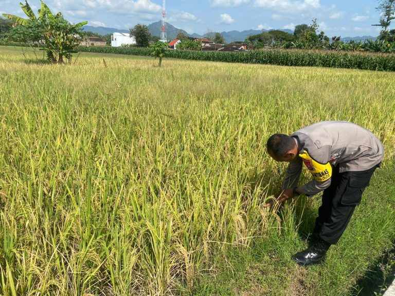 Bhabinkamtibmas Desa Nailan Cek Tanaman Padi Dukung Ketahanan Pangan