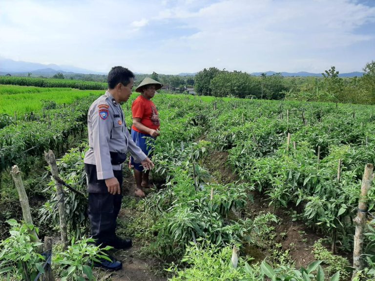 Bhabinkamtibmas Desa Karangpatihan Monitoring Tanaman Cabai Warga Dukung Diversifikasi Pangan