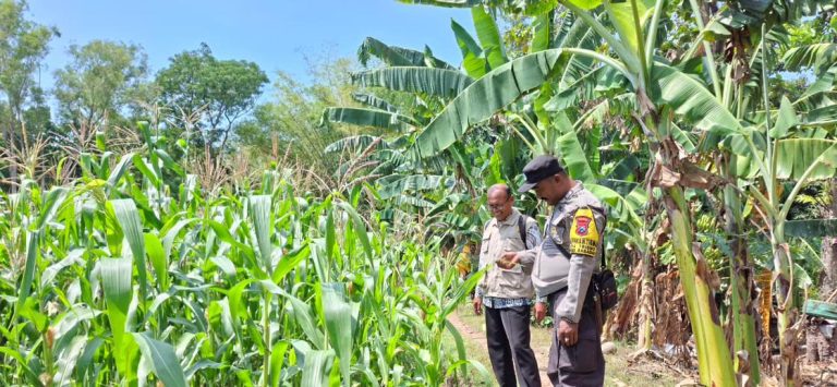 Bhabinkamtibmas Desa Trisono Dampingi Petani Cek Tanaman Jagung dan Pisang Dukung Ketahanan Pangan