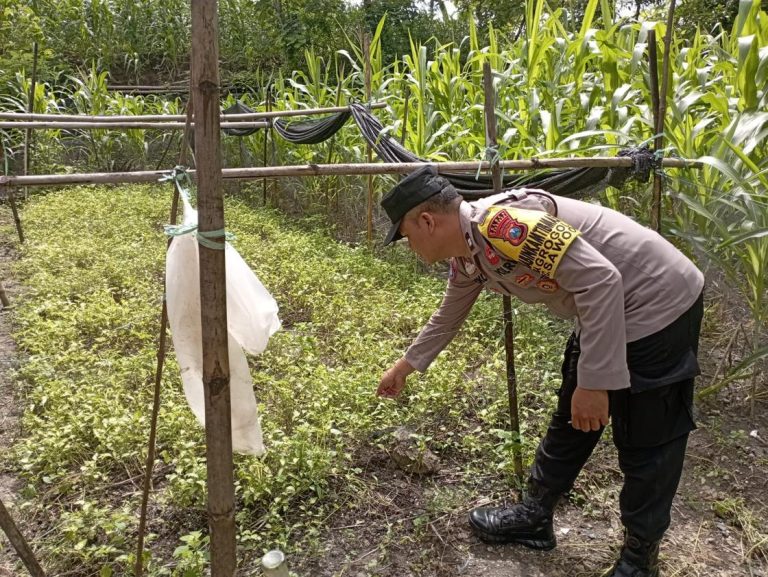 Bhabinkamtibmas Desa Grogol Cek Tanaman Sayur Warga Dukung Diversifikasi Pangan