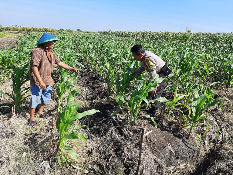 Bhabinkamtibmas Desa Karangpatihan Dampingi Petani Cek Pertumbuhan Jagung Dukung Ketahanan Pangan