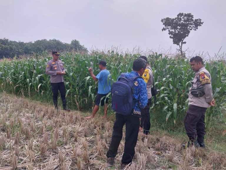 Bhabinkamtibmas Desa Bangunrejo Sambangi Lahan Jagung Warga, Wujud Dukungan Polri terhadap Ketahanan Pangan