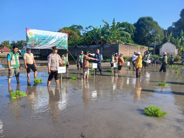 Bhabinkamtibmas Desa Karangpatihan Monitoring Pertumbuhan Tanaman Padi Warga