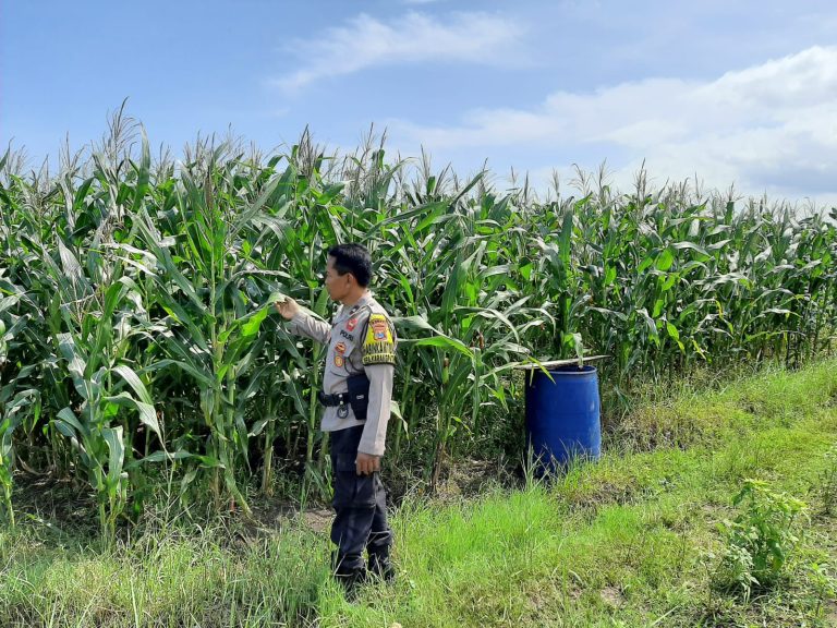 Bhabinkamtibmas Desa Karangpatihan Monitoring Pertumbuhan Tanaman Jagung Warga