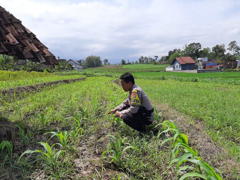 Bhabinkamtibmas Desa Karangpatihan Sambangi Lahan Jagung Warga, Perkuat Dukungan Polri terhadap Ketahanan Pangan