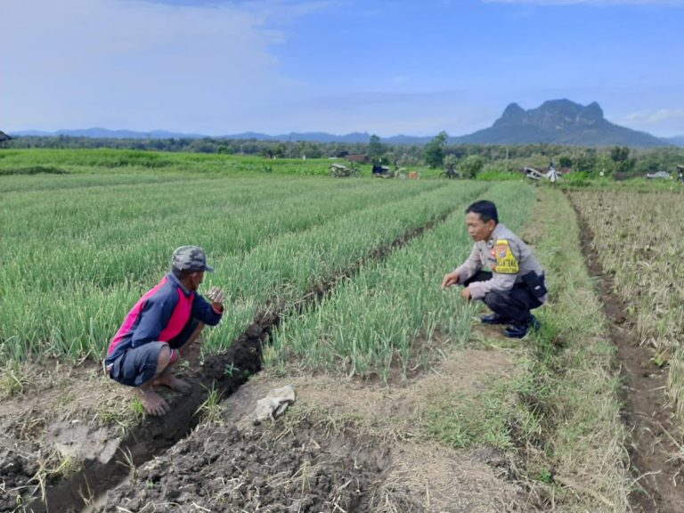 Bhabinkamtibmas Desa Karangpatihan Dampingi Petani Bawang Merah, Wujud Nyata Dukungan Polri terhadap Ketahanan Pangan