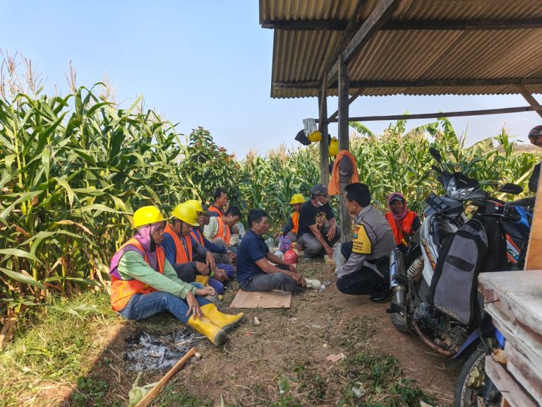 Bhabinkamtibmas Polsek Pulung Dampingi Panen Jagung Warga sebagai Wujud Komitmen Dukung Ketahanan Pangan