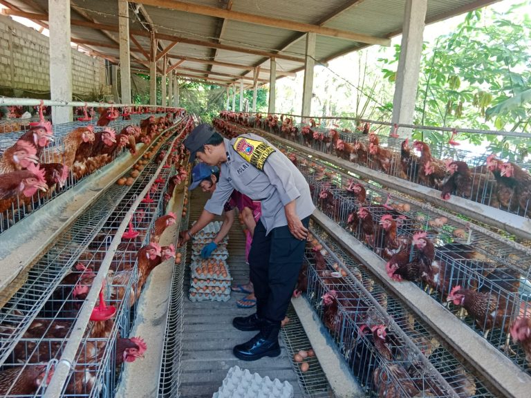 Bhabinkamtibmas Desa Plunturan Monitoring Panen Telur Ayam, Wujud Dukungan Polri terhadap Ketahanan Pangan