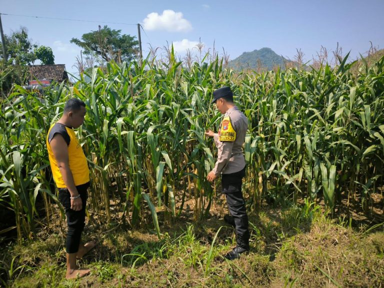 Bhabinkamtibmas Desa Bringinan Dampingi Petani Panen Kacang Tanah, Wujud Nyata Dukung Ketahanan Pangan