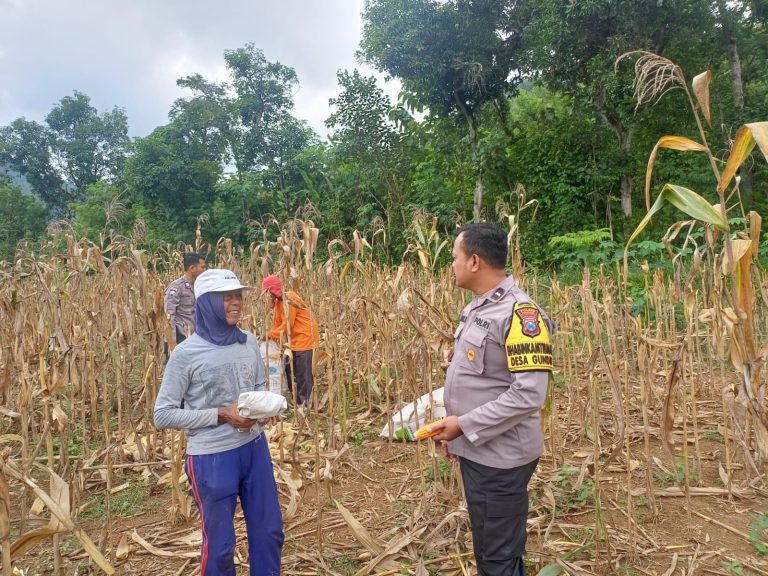 Bhabinkamtibmas Polsek Pulung Dampingi Panen Jagung Warga, Perkuat Ketahanan Pangan Nasional