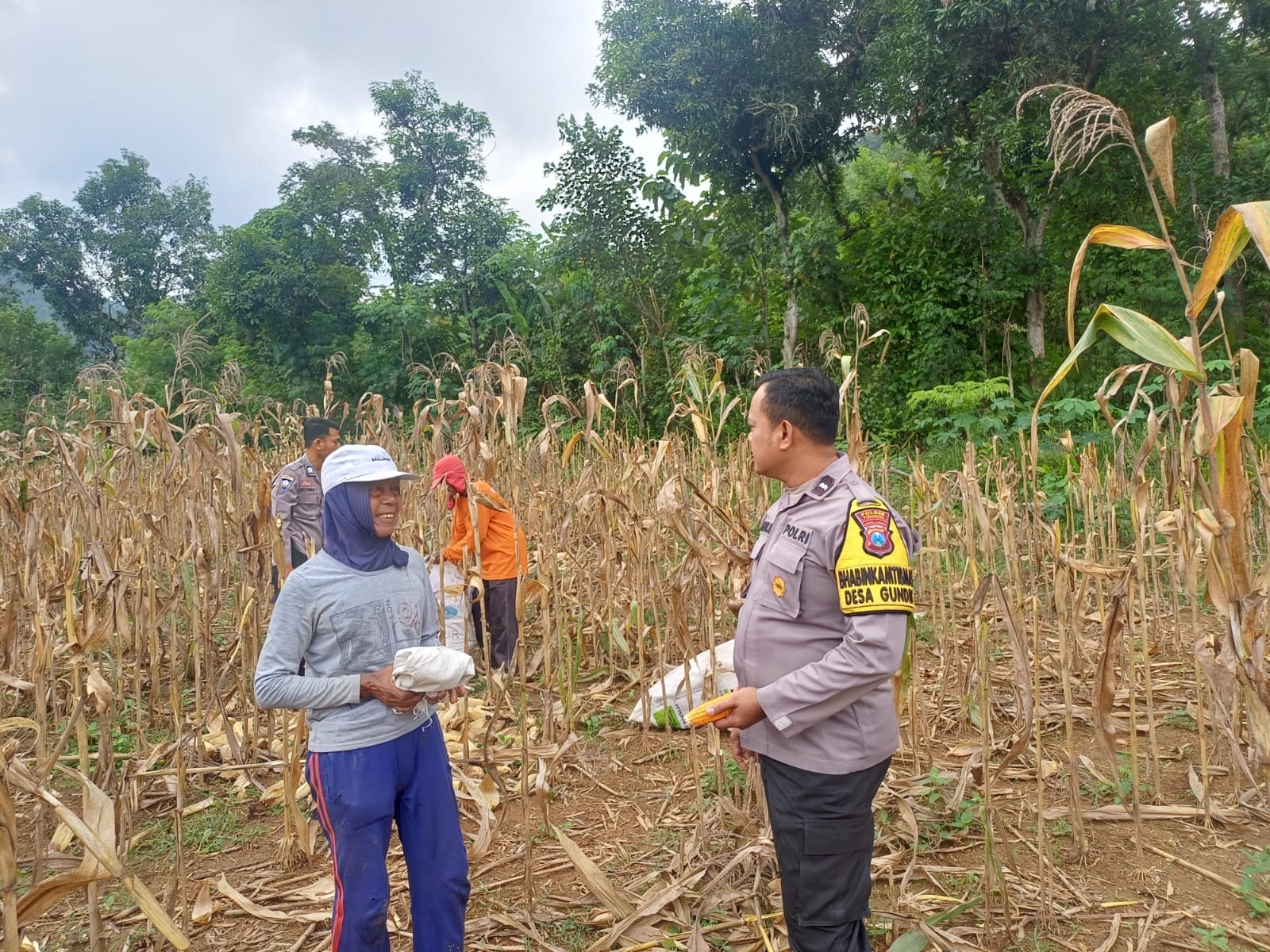 Bhabinkamtibmas Polsek Pulung Dampingi Panen Jagung Warga, Perkuat Ketahanan Pangan Nasional