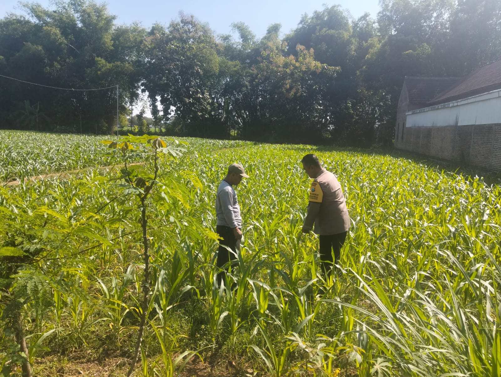 Bhabinkamtibmas Polsek Sukorejo Dampingi Panen Jagung Warga, Dukung Terwujudnya Swasembada Pangan