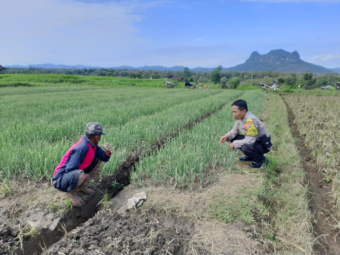 Bhabinkamtibmas Desa Karangpatihan Tinjau Lahan Bawang Merah, Dukung Produktivitas Petani dan Ketahanan Pangan