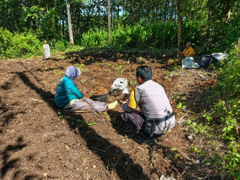 Bhabinkamtibmas Desa Karangpatihan Sambangi Kebun Jahe Warga, Dukung Ketahanan Pangan Nasional