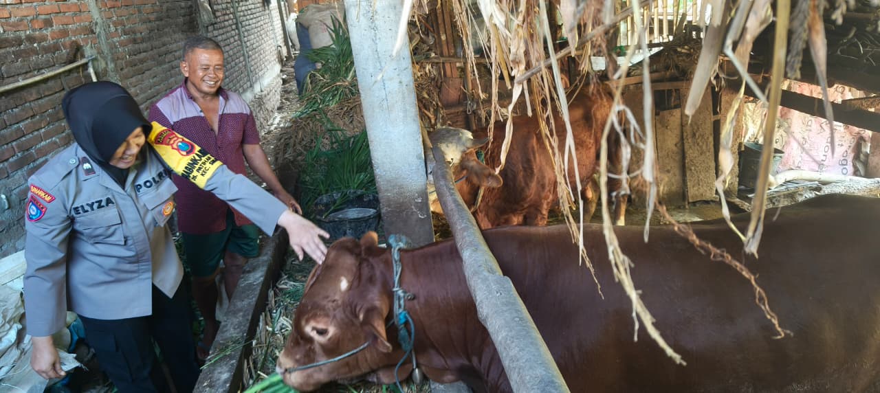 Bhabinkamtibmas Kelurahan Patihan Kidul Sambangi Peternak Sapi, Dukung Ketahanan Pangan Nasional