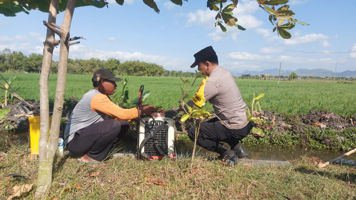 Bhabinkamtibmas Desa Lengkong Tinjau Pertumbuhan Padi Warga, Wujud Nyata Dukungan Polri bagi Ketahanan Pangan